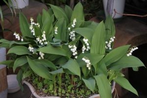 鈴蘭 すずらん が 鈴なりに鉢のなかで 咲いています 花屋ブログ 愛知県犬山市の花屋 花の愛花苑にフラワーギフトはお任せください 当店は 安心と信頼の花キューピット加盟店です 花キューピットタウン