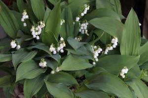 鈴蘭 すずらん が 鈴なりに鉢のなかで 咲いています 花屋ブログ 愛知県犬山市の花屋 花の愛花苑にフラワーギフトはお任せください 当店は 安心と信頼の花キューピット加盟店です 花キューピットタウン