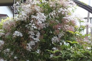 ジャスミンと 竹に穴をあける蜂 花屋ブログ 愛知県犬山市の花屋 花の愛花苑にフラワーギフトはお任せください 当店は 安心と信頼の花キューピット加盟店です 花キューピットタウン